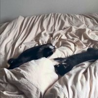寝転ぶ犬