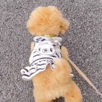 老人に向かって鳴く犬
