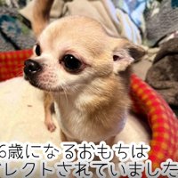 ネグレクトを受けていた