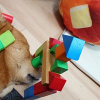 積み木を乗せられた風太くん