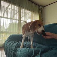 おやつにキュウリをもらえて嬉しそう