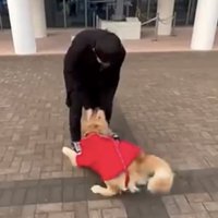 男性に体を寄せる犬