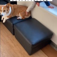 男の子が段差を降りる時のサクくん3