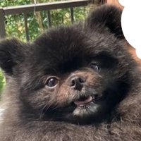 口を開けて見上げる黒い犬