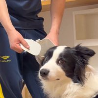 女性の方へ視線を向ける犬