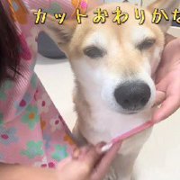 心地よさそうなシイちゃん
