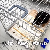 投稿主さんが預かることに