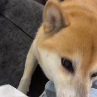 飼い主さんの腕を上げる福くん
