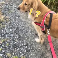 声のする方向を振り返る犬