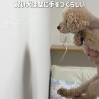 ゆらちゃん、手をつくかな？
