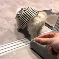 ケンカする犬2