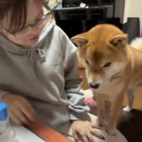 テーブルを見つめる犬