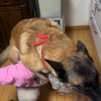 降りない大型犬
