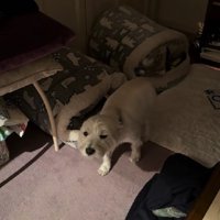 飼い主さんに声をかけられて…