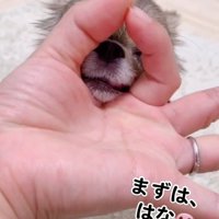 芸達者なくるみちゃん