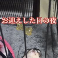 眠る犬の顔