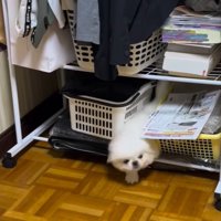 隙間から出てくる小型犬
