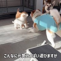 先輩犬とはすぐ仲良しに！