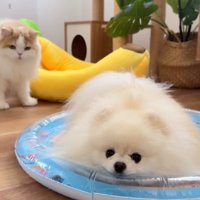 「ひんやりして気持ち良い♪」