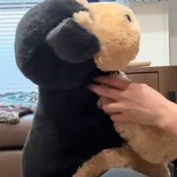 知り合いからプレゼントされた大きな犬のぬいぐるみ