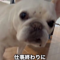 じっとこちらを見る犬