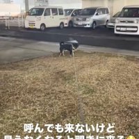 飼い主さんが隠れた時のめかぶ君