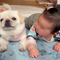 うつぶせで並んで寝転ぶ犬と赤ちゃん