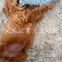 おもちゃのロープを噛んで遊ぶ子犬