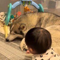 赤ちゃんのそばに横になる犬