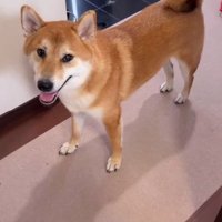 散歩に行きたいボブくん