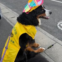 地域の人気者