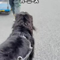ヤマトの配達員さんを発見！