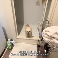 犬生1周目なハクちゃんでした