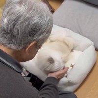 なぜか