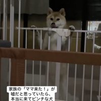 急な柵ペロペロ