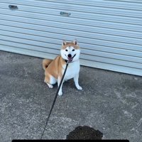 シャッターの前に座り込む犬