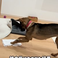 雑巾掛けする犬