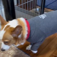 小さく一歩を踏み出す犬