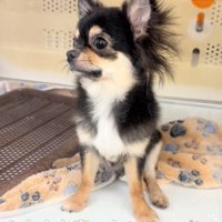 ケースに入る犬