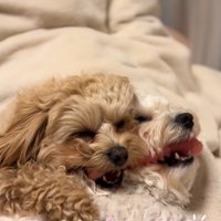 くっついて眠る小型犬達