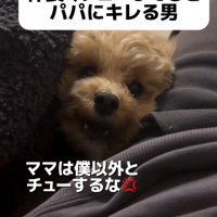 男性に向かって吠える犬