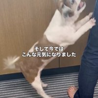 ぴょーんっ！