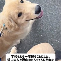 散歩中に飼い主を見上げる子犬