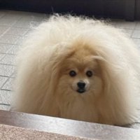 ポメ