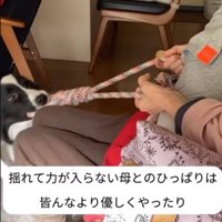 おもちゃで遊ぶ犬