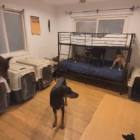 犬部屋