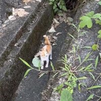 側溝にいる子猫