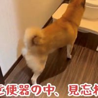 トイレの前に立っている犬