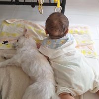小型犬と赤ちゃん
