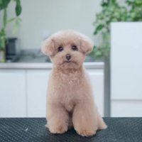 キュートなテディベア犬に♡